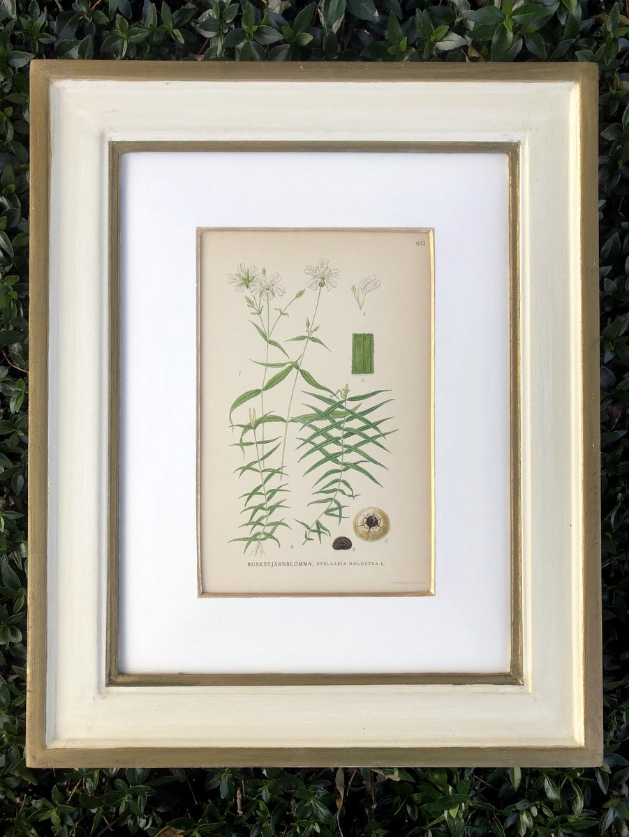 Green & White Botanical Study #6