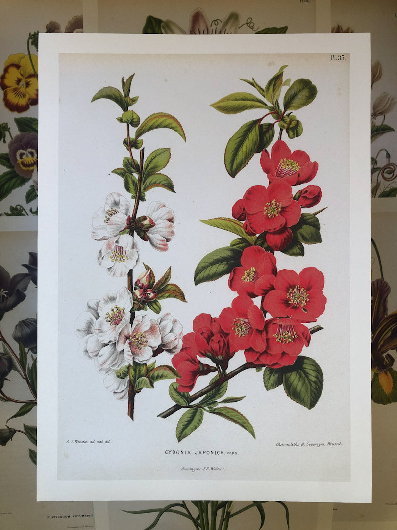 Dutch Flora #7