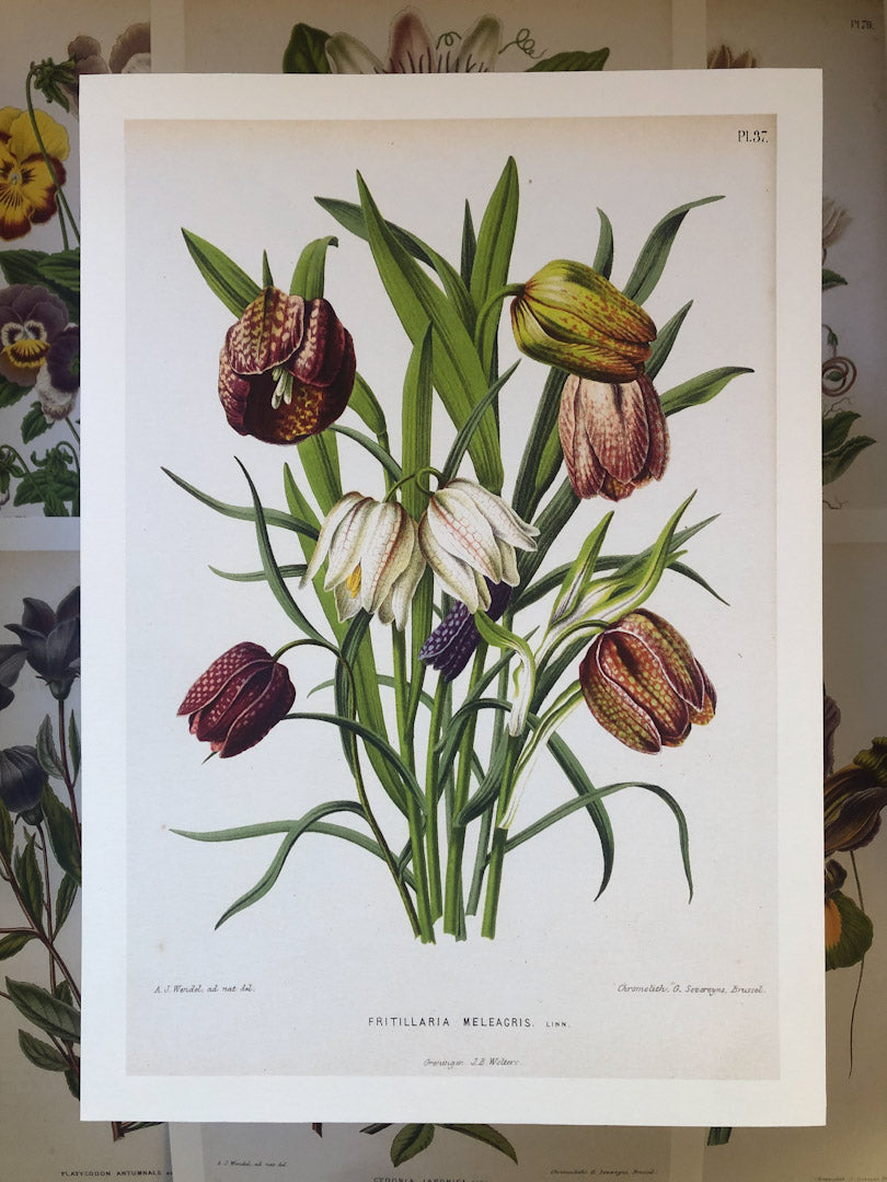 Dutch Flora #6