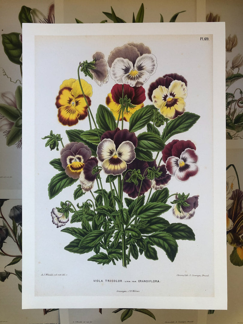 Dutch Flora #3