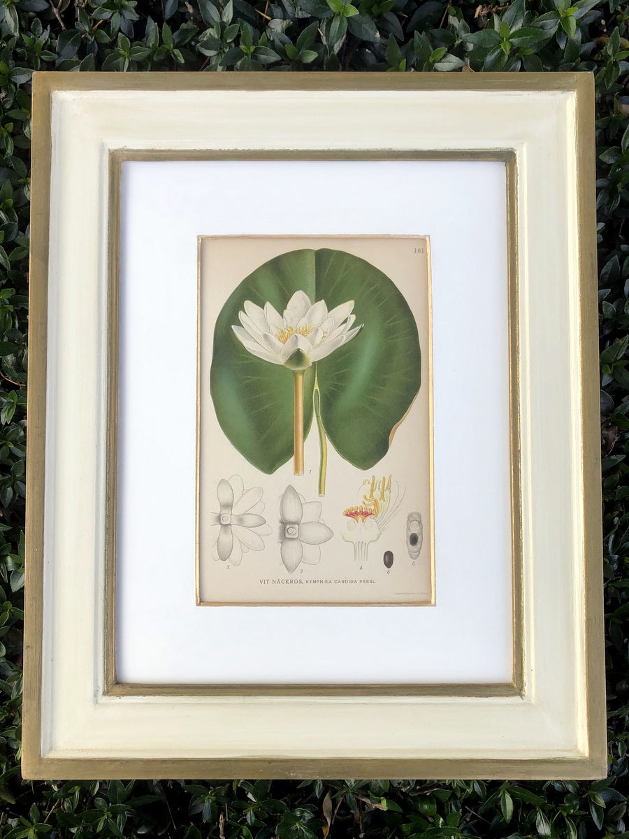 Green & White Botanical Study #5
