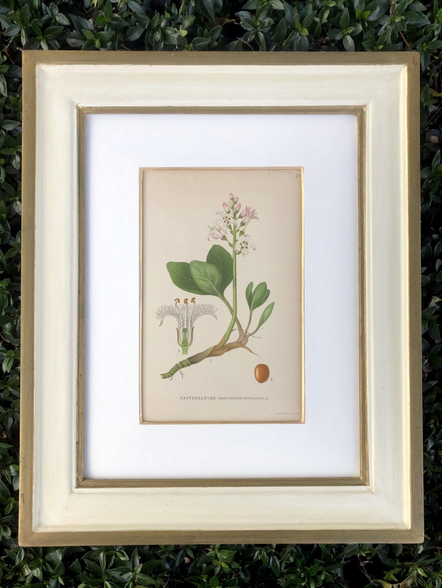 Green & White Botanical Study #1