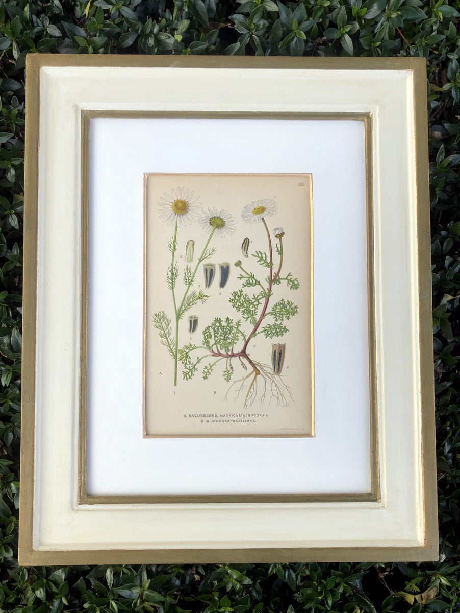 Green & White Botanical Study #2