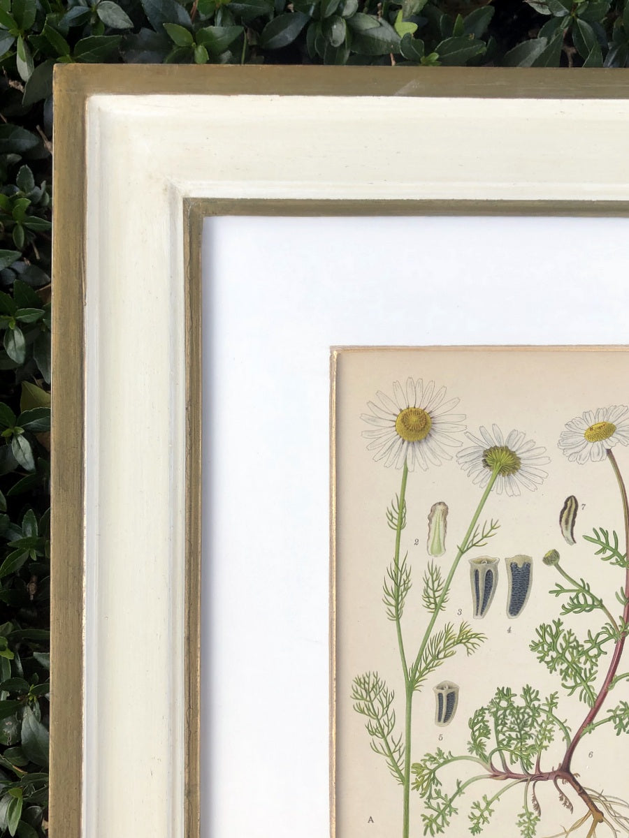 Green & White Botanical Study #2