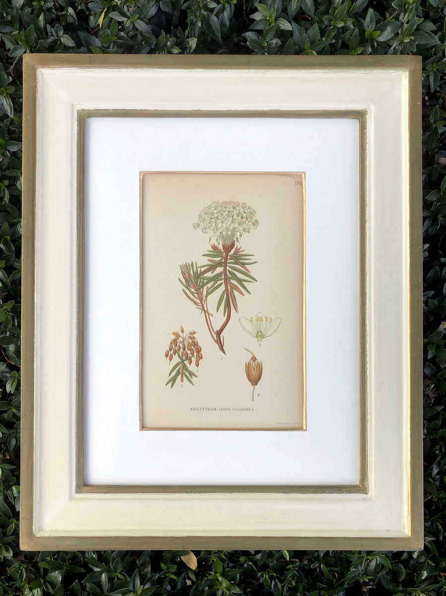 Green & White Botanical Study #4