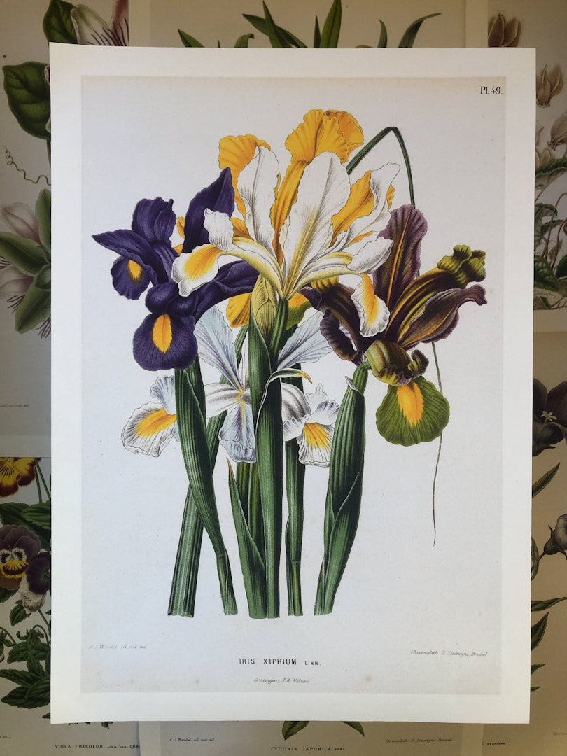 Dutch Flora #5