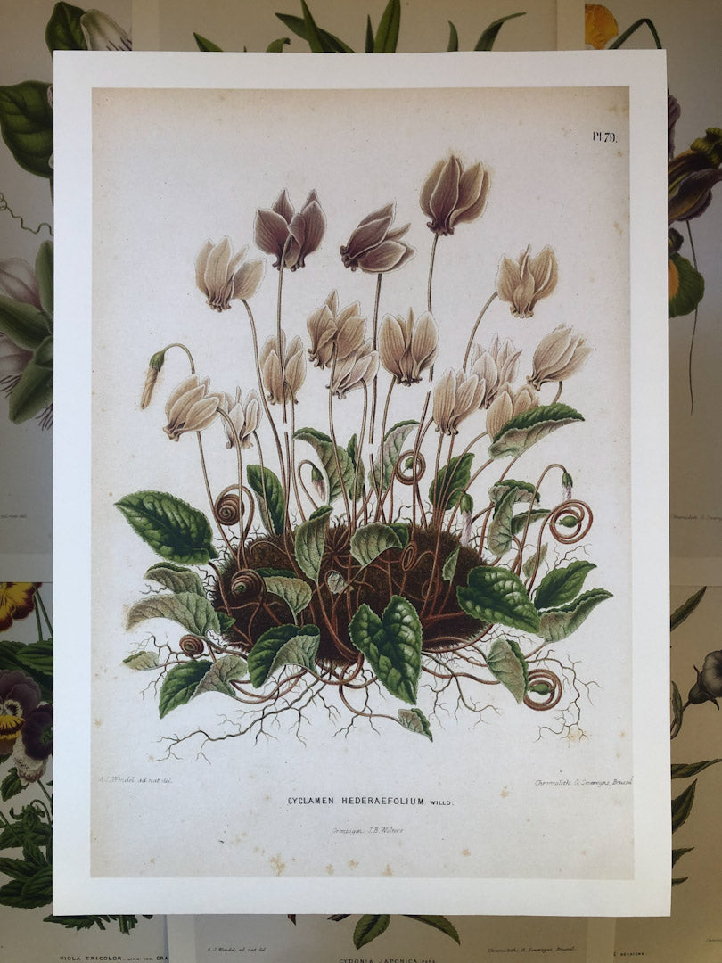 Dutch Flora #4