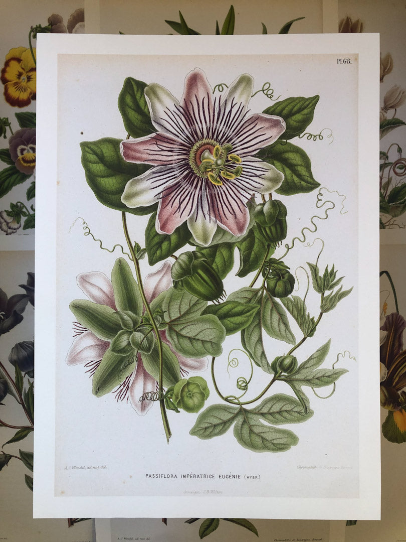 Dutch Flora #1