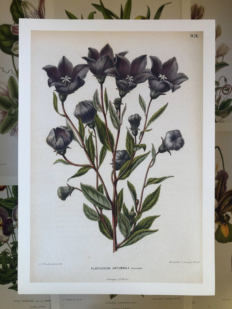 Dutch Flora #2